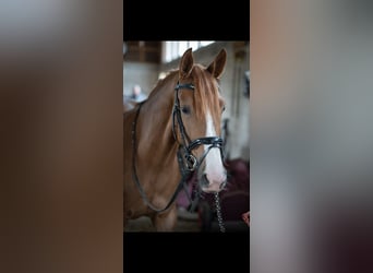 Caballo de deporte alemán, Yegua, 6 años, 166 cm, Alazán-tostado