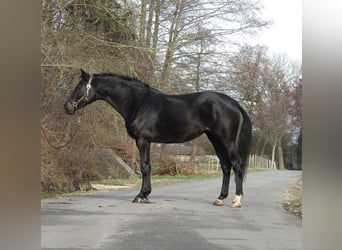 Caballo de deporte alemán, Yegua, 6 años, 166 cm, Castaño oscuro