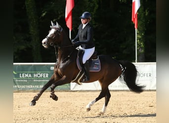 Caballo de deporte alemán, Yegua, 6 años, 166 cm, Morcillo