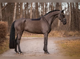 Caballo de deporte alemán, Yegua, 6 años, 166 cm, Negro