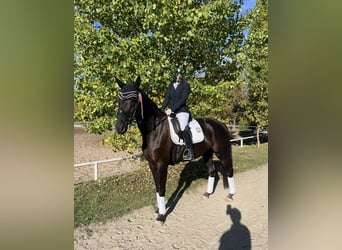 Caballo de deporte alemán, Yegua, 6 años, 166 cm, Negro