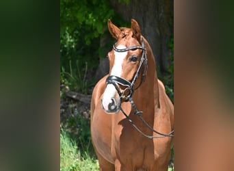 Caballo de deporte alemán, Yegua, 6 años, 167 cm, Alazán
