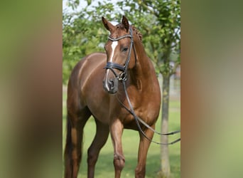 Caballo de deporte alemán, Yegua, 6 años, 167 cm, Alazán-tostado