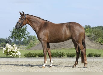 Caballo de deporte alemán, Yegua, 6 años, 167 cm, Alazán-tostado