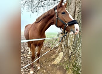 Caballo de deporte alemán, Yegua, 6 años, 167 cm
