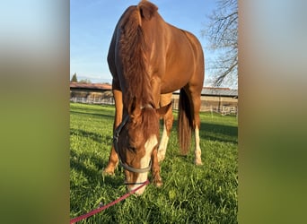 Caballo de deporte alemán, Yegua, 6 años, 167 cm