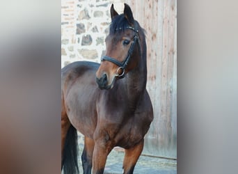 Caballo de deporte alemán, Yegua, 6 años, 167 cm, Castaño