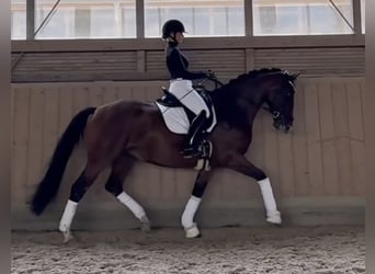 Caballo de deporte alemán, Yegua, 6 años, 167 cm, Castaño