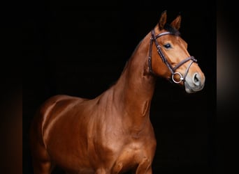 Caballo de deporte alemán, Yegua, 6 años, 167 cm, Castaño