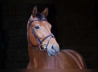 Caballo de deporte alemán, Yegua, 6 años, 167 cm, Castaño