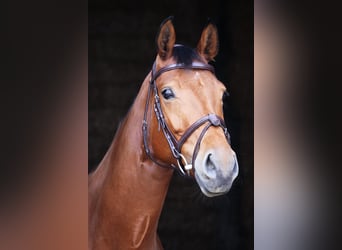 Caballo de deporte alemán, Yegua, 6 años, 167 cm, Castaño