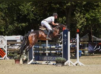 Caballo de deporte alemán, Yegua, 6 años, 167 cm, Castaño