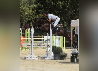 Caballo de deporte alemán, Yegua, 6 años, 167 cm, Castaño