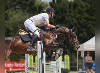 Caballo de deporte alemán, Yegua, 6 años, 167 cm, Castaño