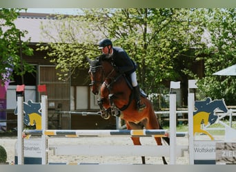 Caballo de deporte alemán, Yegua, 6 años, 167 cm, Castaño