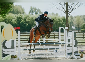 Caballo de deporte alemán, Yegua, 6 años, 167 cm, Castaño