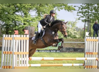 Caballo de deporte alemán, Yegua, 6 años, 167 cm, Castaño oscuro