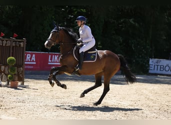 Caballo de deporte alemán, Yegua, 6 años, 167 cm, Castaño oscuro