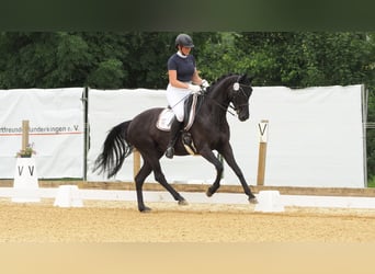 Caballo de deporte alemán, Yegua, 6 años, 167 cm, Negro