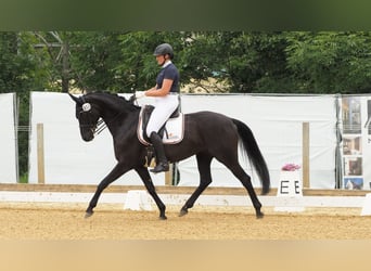 Caballo de deporte alemán, Yegua, 6 años, 167 cm, Negro