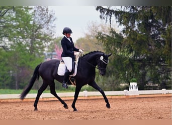 Caballo de deporte alemán, Yegua, 6 años, 167 cm, Negro