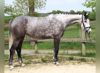 Caballo de deporte alemán, Yegua, 6 años, 167 cm, Tordo