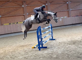 Caballo de deporte alemán, Yegua, 6 años, 167 cm, Tordo