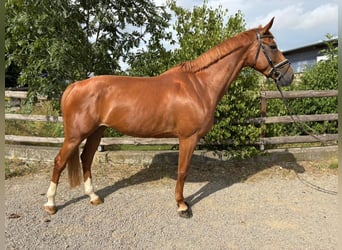 Caballo de deporte alemán, Yegua, 6 años, 168 cm, Alazán