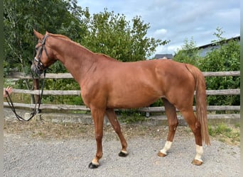 Caballo de deporte alemán, Yegua, 6 años, 168 cm, Alazán