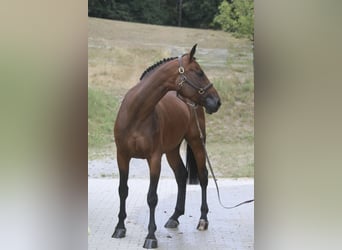 Caballo de deporte alemán, Yegua, 6 años, 168 cm