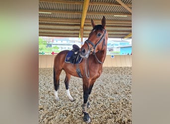 Caballo de deporte alemán, Yegua, 6 años, 168 cm, Castaño