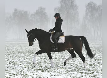 Caballo de deporte alemán, Yegua, 6 años, 168 cm, Castaño oscuro
