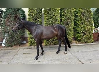 Caballo de deporte alemán, Yegua, 6 años, 168 cm, Castaño oscuro