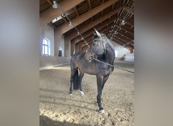 Caballo de deporte alemán, Yegua, 6 años, 168 cm, Castaño oscuro
