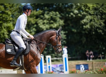 Caballo de deporte alemán, Yegua, 6 años, 168 cm, Castaño oscuro