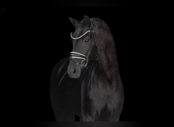 Caballo de deporte alemán, Yegua, 6 años, 168 cm, Negro