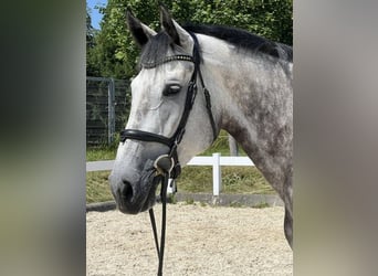 Caballo de deporte alemán, Yegua, 6 años, 168 cm, Tordo