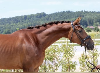 Caballo de deporte alemán, Yegua, 6 años, 169 cm, Alazán-tostado