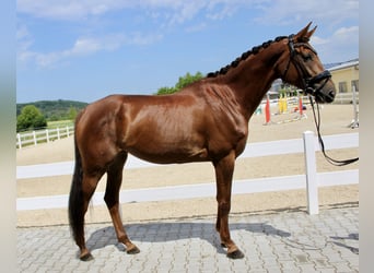 Caballo de deporte alemán, Yegua, 6 años, 169 cm, Alazán-tostado