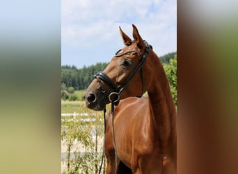Caballo de deporte alemán, Yegua, 6 años, 169 cm, Alazán-tostado