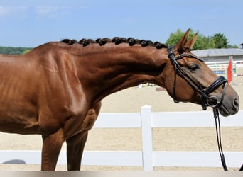 Caballo de deporte alemán, Yegua, 6 años, 169 cm, Alazán-tostado