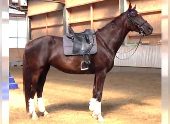 Caballo de deporte alemán, Yegua, 6 años, 169 cm, Alazán-tostado