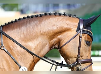 Caballo de deporte alemán, Yegua, 6 años, 169 cm, Castaño