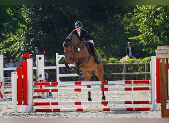 Caballo de deporte alemán, Yegua, 6 años, 169 cm, Castaño