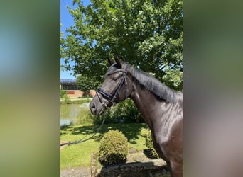 Caballo de deporte alemán, Yegua, 6 años, 169 cm, Negro