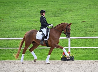 Caballo de deporte alemán, Yegua, 6 años, 170 cm, Alazán