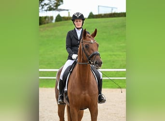 Caballo de deporte alemán, Yegua, 6 años, 170 cm, Alazán