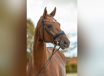 Caballo de deporte alemán, Yegua, 6 años, 170 cm, Alazán
