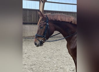 Caballo de deporte alemán, Yegua, 6 años, 170 cm, Alazán-tostado