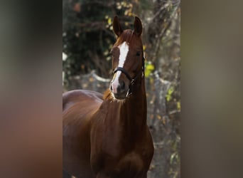 Caballo de deporte alemán, Yegua, 6 años, 170 cm, Alazán-tostado